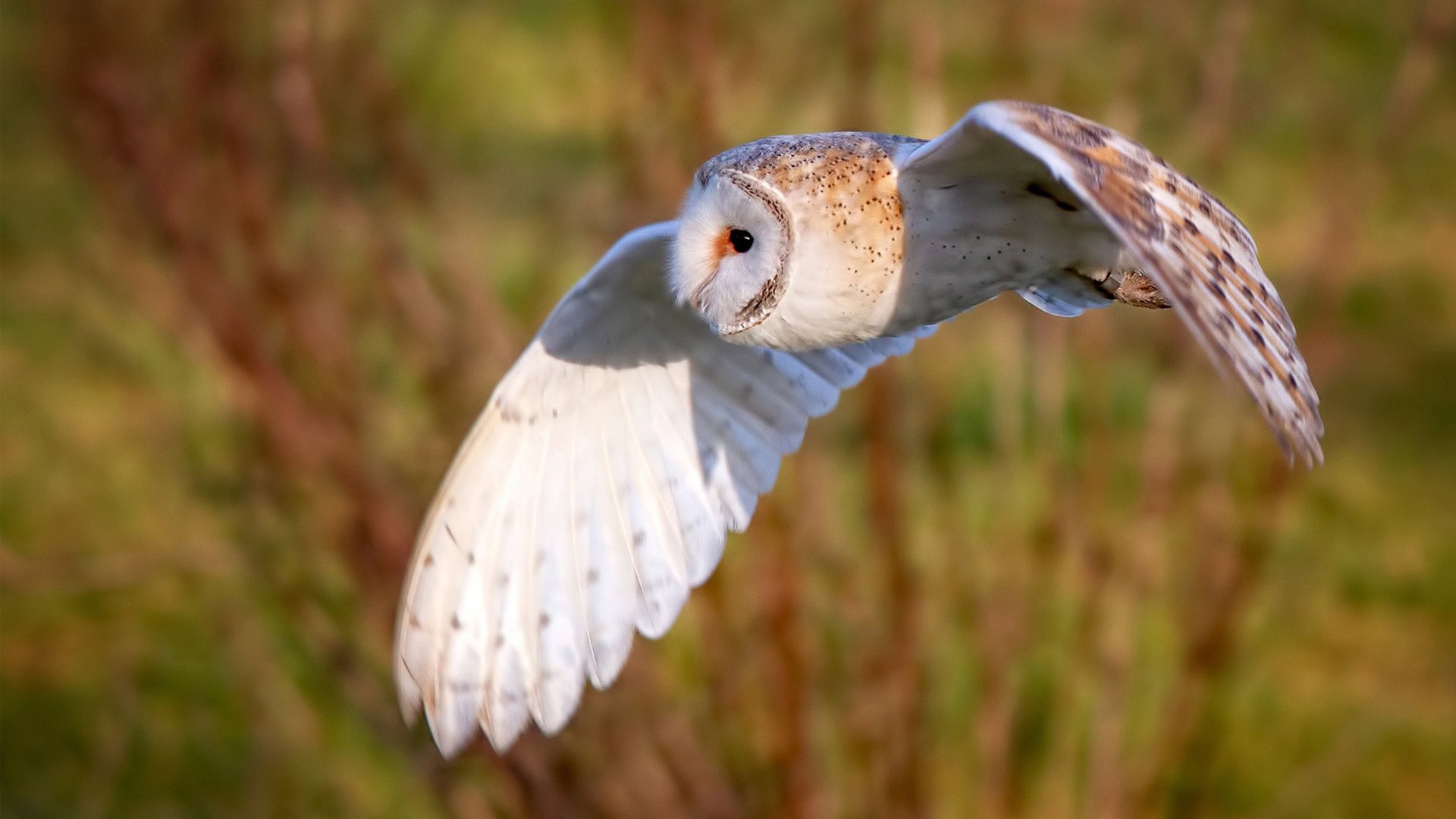 _勇士火力全开,开启连胜新篇章_,勇士全场