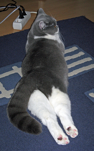 九游游戏中心-2024年NBA海外比赛计划正式公布，全球球迷欢呼，2025年nba