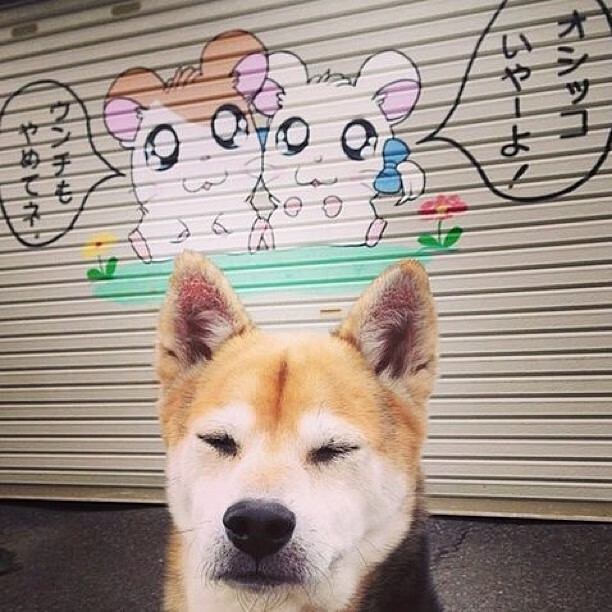 “球迷愿望:最喜欢的比赛瞬间票选榜”,球迷介绍